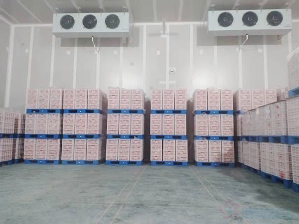 甘肃3000立方气调果蔬冷库建造价格